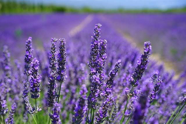 Understanding India’s Aromatic Future with the Purple Revolution